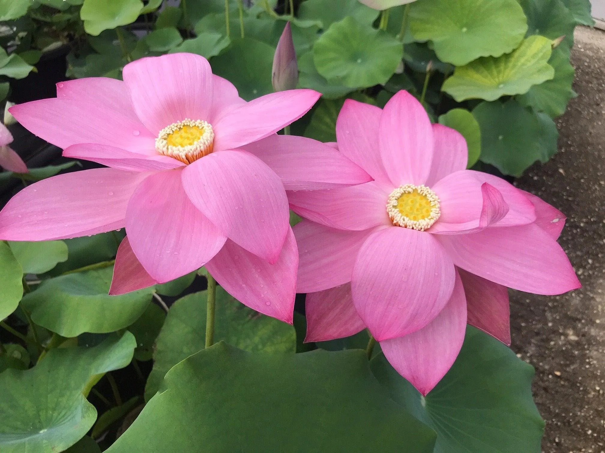 Dunhuang Red Lotus (Bare Root)