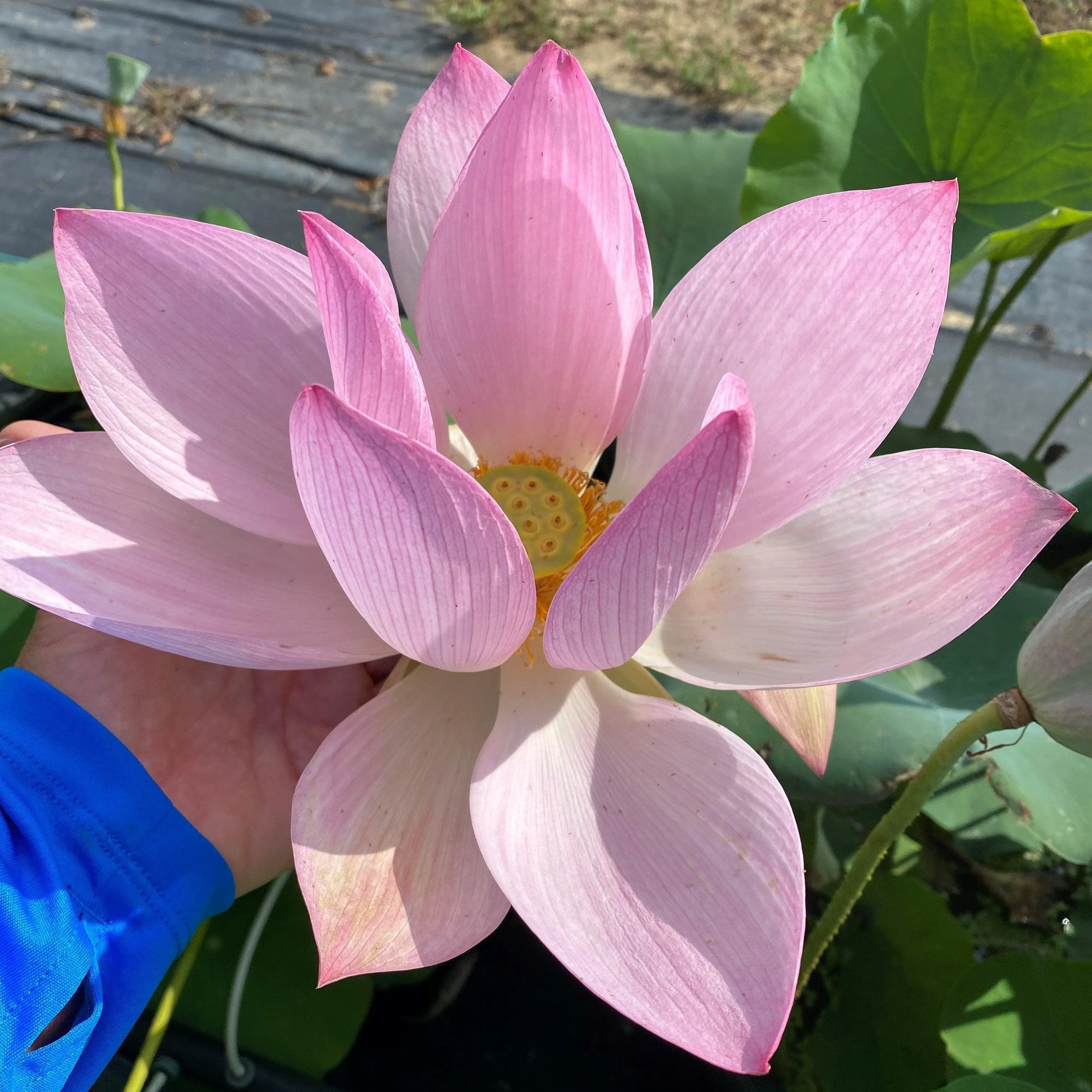 Dunhuang Red Lotus (Bare Root)