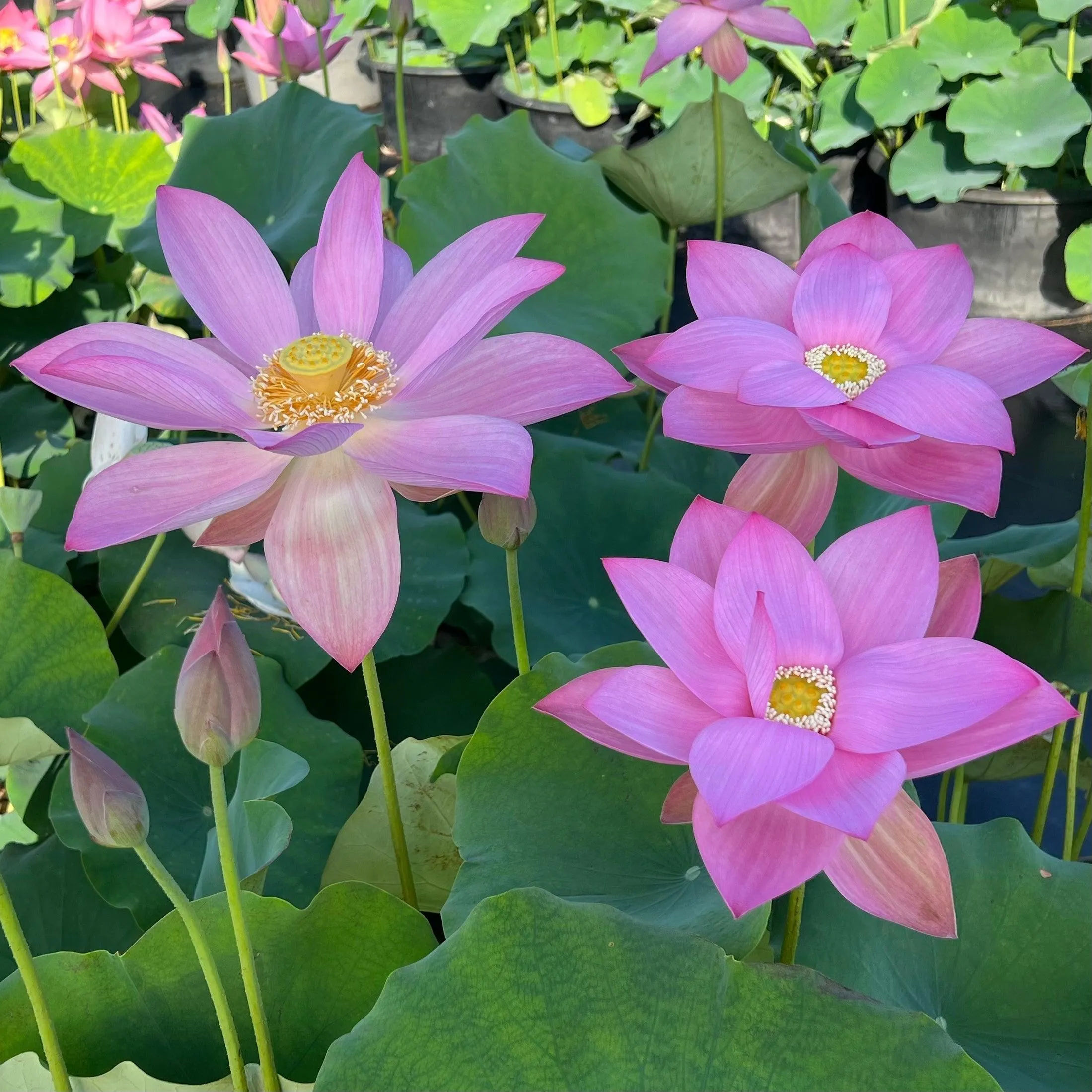 Dunhuang Red Lotus (Bare Root)