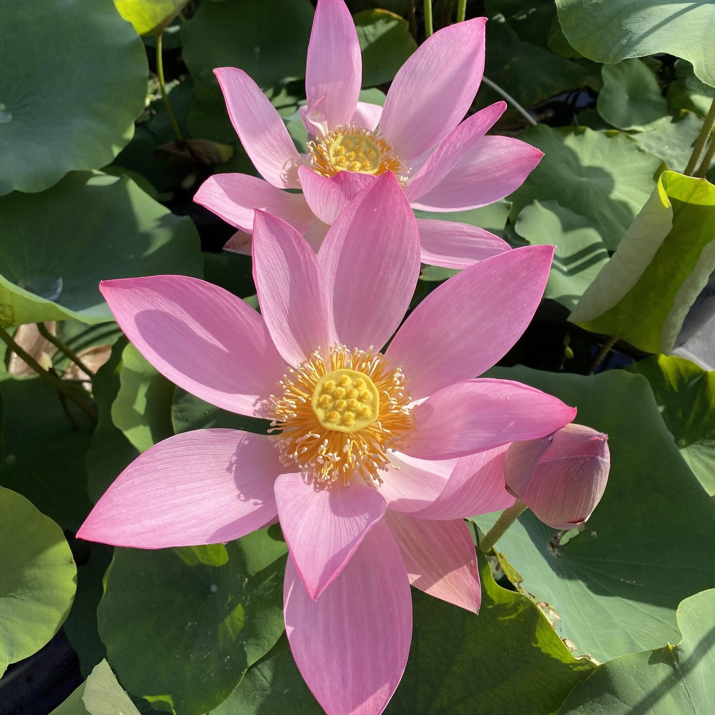 Dunhuang Red Lotus (Bare Root)